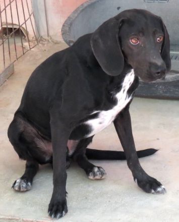 Franco, männlicher Mischling