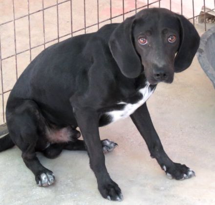 Franco, männlicher Mischling