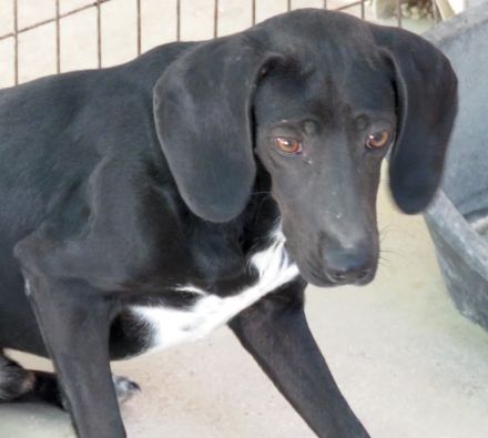 Franco, männlicher Mischling