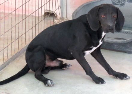 Franco, männlicher Mischling