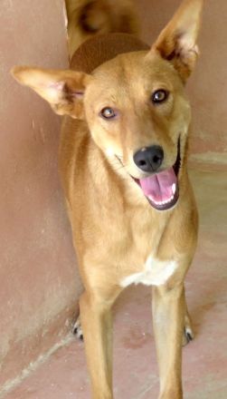 Finn 3, männlicher Basenji-Mischling