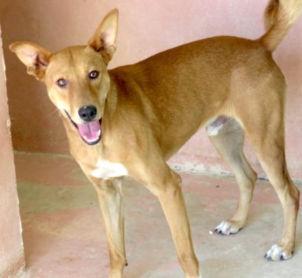 Finn 3, männlicher Basenji-Mischling