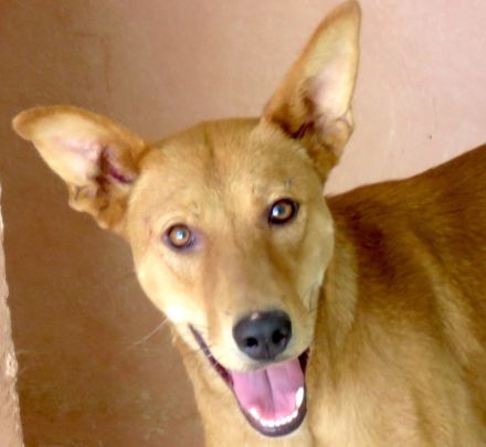 Finn 3, männlicher Basenji-Mischling