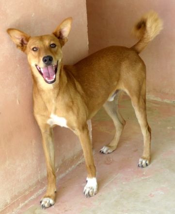 Finn 3, männlicher Basenji-Mischling