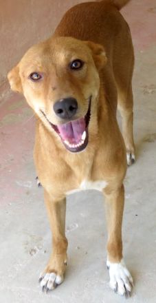 Finn 3, männlicher Basenji-Mischling