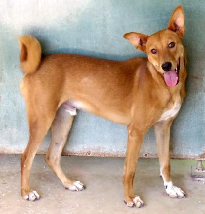 Finn 3, männlicher Basenji-Mischling