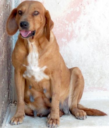 Felicity, weiblicher Mischling