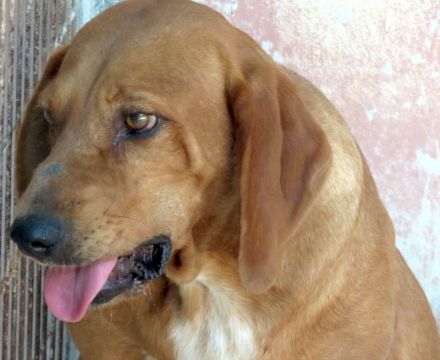 Felicity, weiblicher Mischling