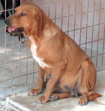 Felicity, weiblicher Mischling