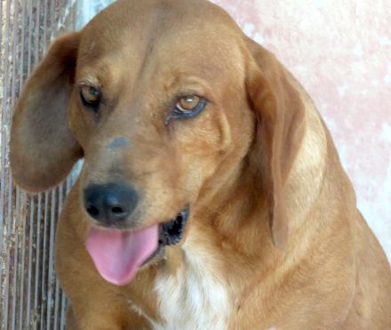 Felicity, weiblicher Mischling