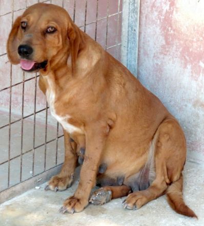 Felicity, weiblicher Mischling