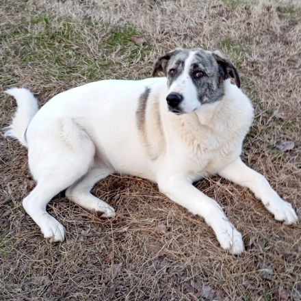 Jungdhündin Bounty / derzeit noch in Griechenland