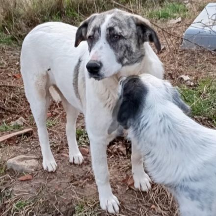 Jungdhündin Bounty / derzeit noch in Griechenland