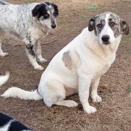 Jungdhündin Bounty / derzeit noch in Griechenland