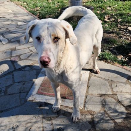 Junghund Lakis / männlich / derzeit noch in Griechenland