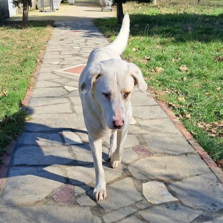 Junghund Lakis / männlich / derzeit noch in Griechenland