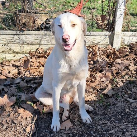 Junghund Lakis / männlich / derzeit noch in Griechenland