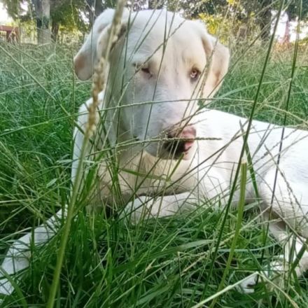 Junghund Lakis / männlich / derzeit noch in Griechenland
