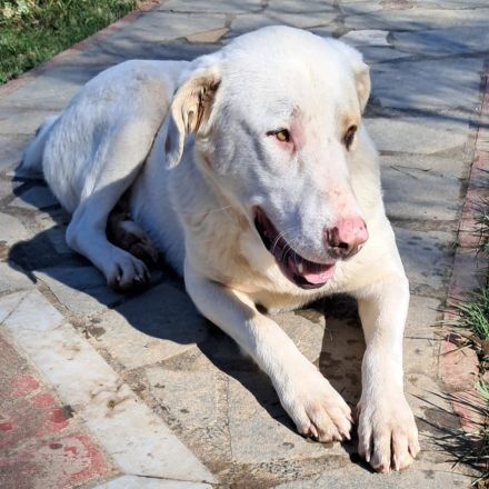 Junghund Lakis / männlich / derzeit noch in Griechenland