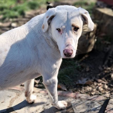 Junghund Lakis / männlich / derzeit noch in Griechenland