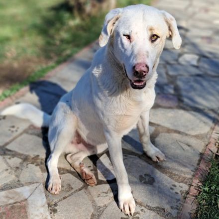 Junghund Lakis / männlich / derzeit noch in Griechenland