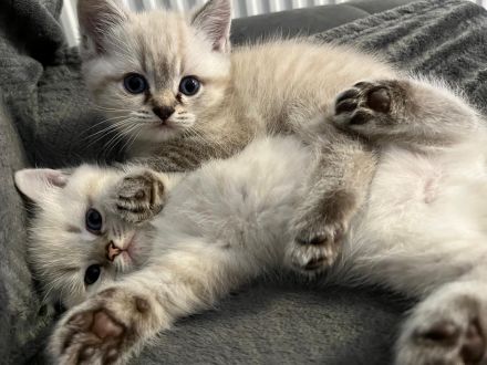 Verkaufe Katzen Babys bkh