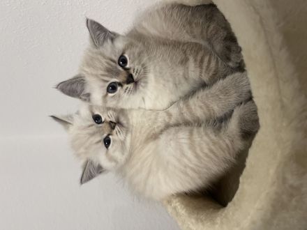 Verkaufe Katzen Babys bkh