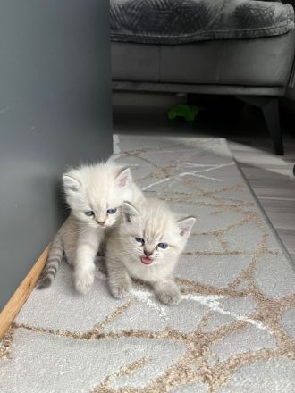 Verkaufe Katzen Babys bkh