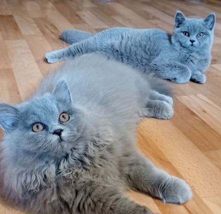 Britisch Langhaar Kater sucht das passende Zuhause......