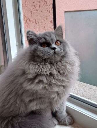 Britisch Langhaar Kater sucht das passende Zuhause......
