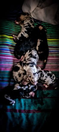 Sheltie/Schäferhund Welpen