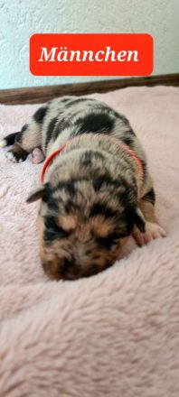 Sheltie/Schäferhund Welpen