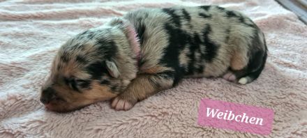 Sheltie/Schäferhund Welpen