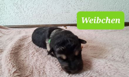 Sheltie/Schäferhund Welpen