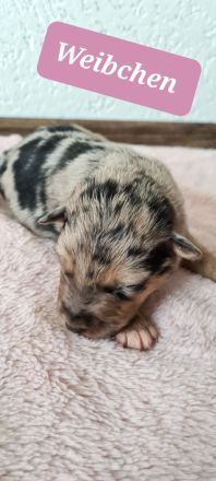 Sheltie/Schäferhund Welpen