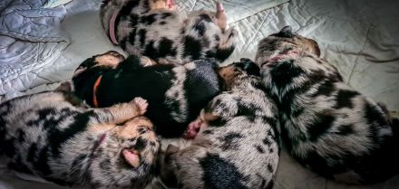 Sheltie/Schäferhund Welpen