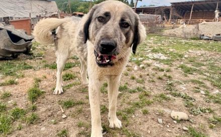 Aufgeschlossene Elly sucht ihre Familie