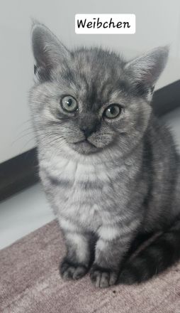 Reinrassige BKH Kitten
