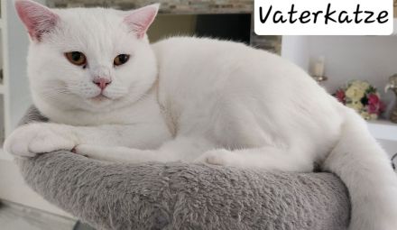 Reinrassige BKH Kitten