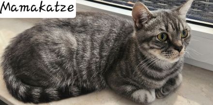 Reinrassige BKH Kitten