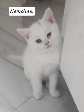 Reinrassige BKH Kitten