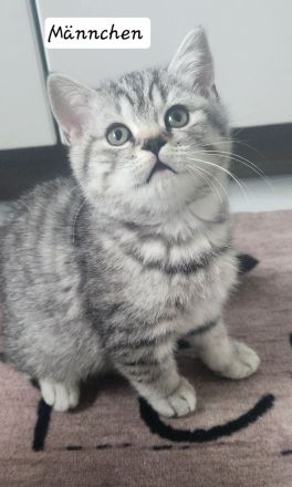 Reinrassige BKH Kitten