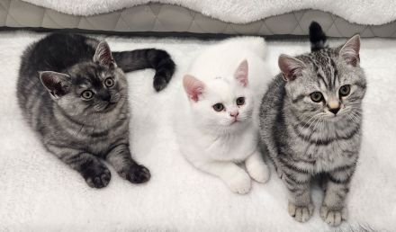 Reinrassige BKH Kitten