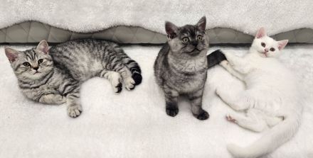 Reinrassige BKH Kitten