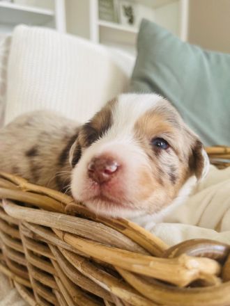 Miniatur Australien Shepherd  welpen o.Papiere