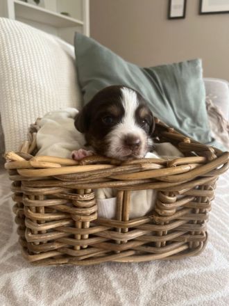 Miniatur Australien Shepherd  welpen o.Papiere