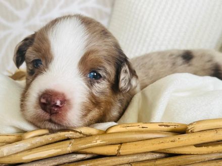 Miniatur Australien Shepherd  welpen o.Papiere