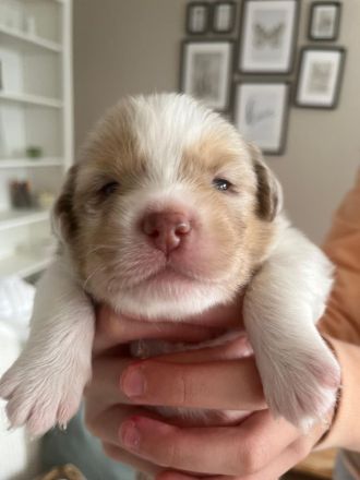 Miniatur Australien Shepherd  welpen o.Papiere