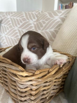 Miniatur Australien Shepherd  welpen o.Papiere