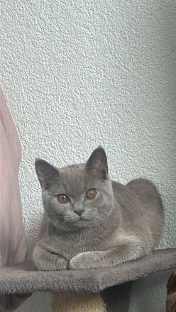 Britisch Kurzhaar Junior